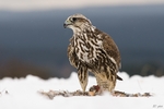 saker falcon (Falco cherrug)