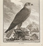 saker falcon (Falco cherrug)