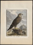 saker falcon (Falco cherrug)