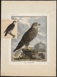 saker falcon (Falco cherrug)