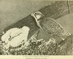 saker falcon (Falco cherrug)