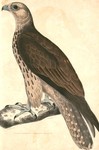 saker falcon (Falco cherrug)