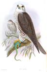 saker falcon (Falco cherrug)