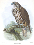 saker falcon (Falco cherrug)