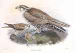 saker falcon (Falco cherrug)