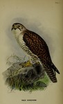 saker falcon (Falco cherrug)