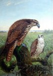 saker falcon (Falco cherrug)