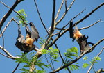 Indian flying fox (Pteropus giganteus)