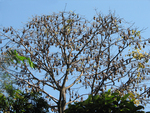 Indian flying fox (Pteropus giganteus)