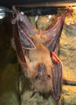 Indian flying fox (Pteropus giganteus)