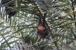 Indian flying fox (Pteropus giganteus)