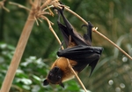 Indian flying fox (Pteropus giganteus)