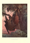 Indian flying fox (Pteropus giganteus)