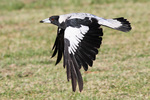 Australian magpie (Cracticus tibicen)