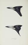 Australian magpie (Cracticus tibicen)