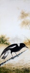 Australian magpie (Cracticus tibicen)