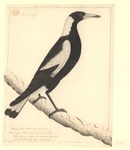 Australian magpie (Cracticus tibicen)