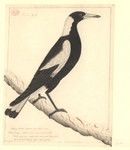 Australian magpie (Cracticus tibicen)