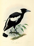 Australian magpie (Cracticus tibicen)