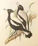 Australian magpie (Cracticus tibicen)