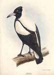 Australian magpie (Cracticus tibicen)