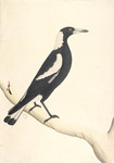 Australian magpie (Cracticus tibicen)