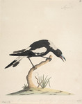 Australian magpie (Cracticus tibicen)