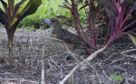 black butcherbird (Melloria quoyi)