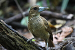 black butcherbird (Melloria quoyi)