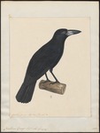 black butcherbird (Melloria quoyi)