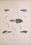 ... vanga (Vanga curvirostris), Sabine's puffback (Dryoscopus sabini)