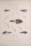 Thamnophilinae: bokmakierie (Telophorus zeylonus), spot-backed antshrike (Hypoedaleus guttatus),...