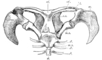 duck-billed platypus (Ornithorhynchus anatinus)