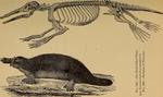 duck-billed platypus (Ornithorhynchus anatinus)