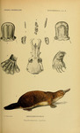 duck-billed platypus (Ornithorhynchus anatinus)