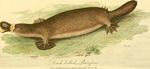 duck-billed platypus (Ornithorhynchus anatinus)