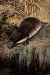 duck-billed platypus (Ornithorhynchus anatinus)