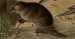 duck-billed platypus (Ornithorhynchus anatinus)