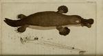 duck-billed platypus (Ornithorhynchus anatinus)