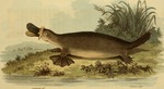 duck-billed platypus (Ornithorhynchus anatinus)