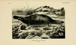 duck-billed platypus (Ornithorhynchus anatinus)