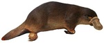 duck-billed platypus (Ornithorhynchus anatinus)