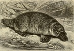 duck-billed platypus (Ornithorhynchus anatinus)