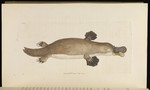 duck-billed platypus (Ornithorhynchus anatinus)