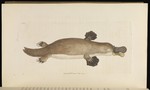 duck-billed platypus (Ornithorhynchus anatinus)