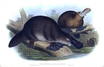 duck-billed platypus (Ornithorhynchus anatinus)