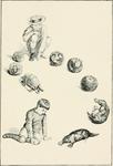 southern three-banded armadillo (Tolypeutes matacus), duck-billed platypus (Ornithorhynchus anat...