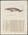 duck-billed platypus (Ornithorhynchus anatinus)