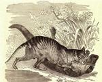 thylacine (Thylacinus cynocephalus), duck-billed platypus (Ornithorhynchus anatinus)