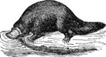 duck-billed platypus (Ornithorhynchus anatinus)